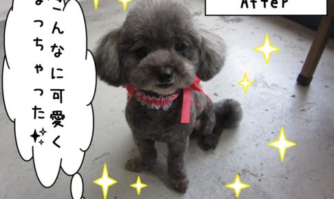 おすましトイプードル