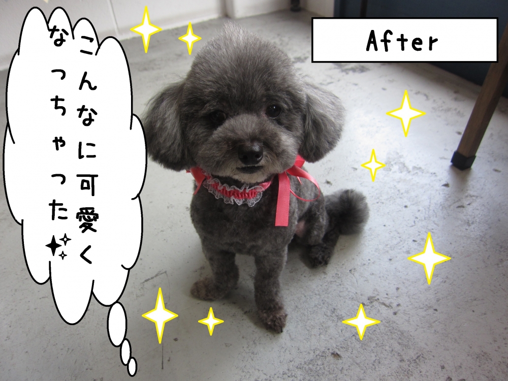 おすましトイプードル