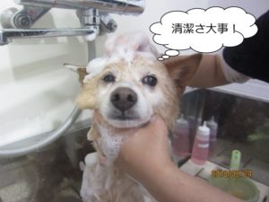 シャンプー中柴犬