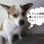 きりっとしたミックス