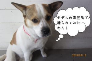 きりっとしたミックス