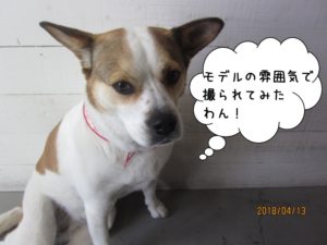 きりっとしたミックス