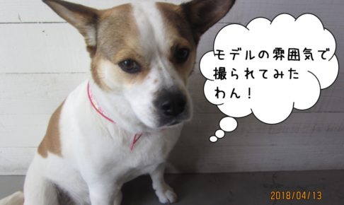 きりっとしたミックス