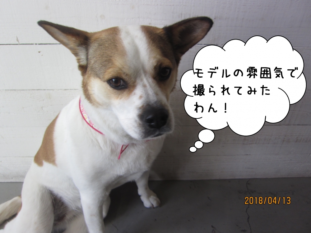 きりっとしたミックス