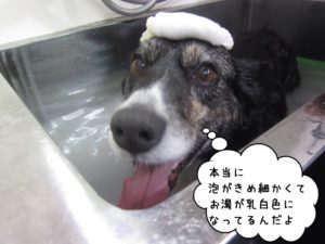 スパ中コーギー