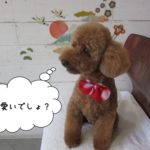 横顔トイプードル