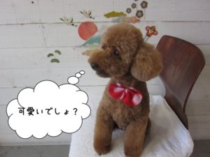 横顔トイプードル