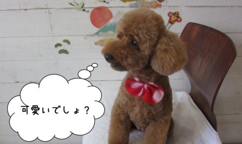 横顔トイプードル