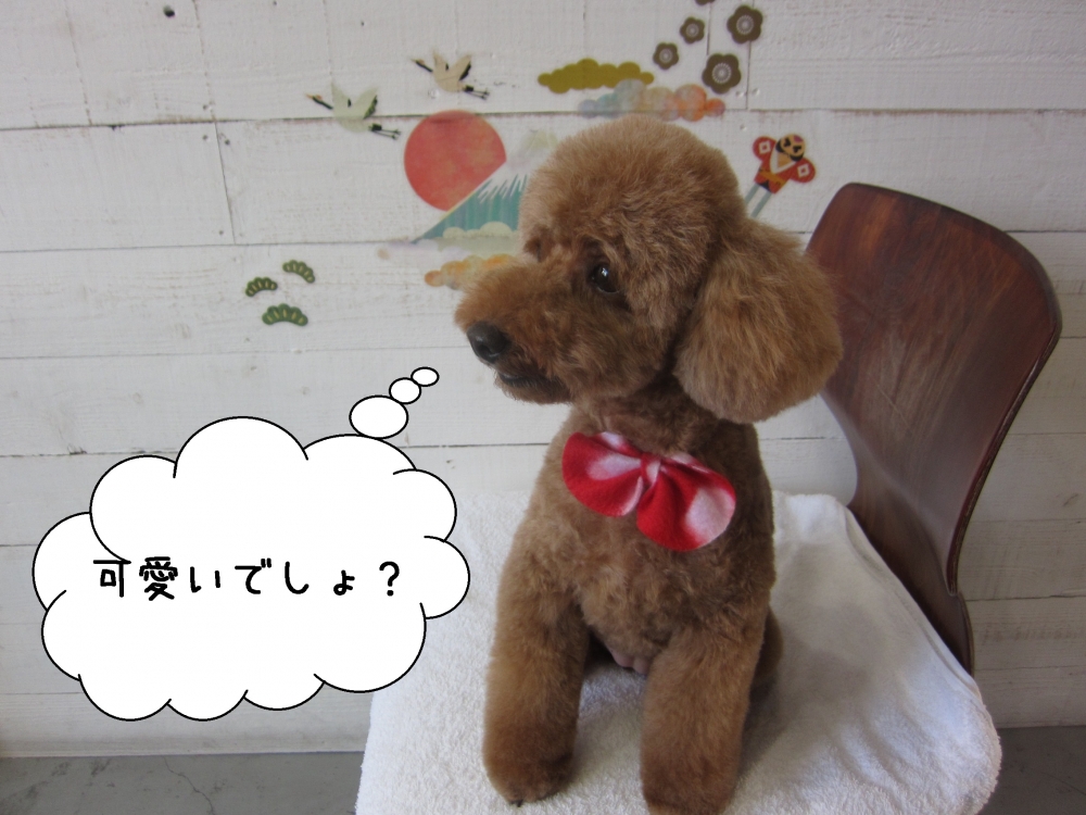 横顔トイプードル