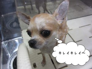 シャンプー中チワワ