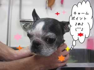 シャンプー中ボストンテリア
