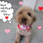 笑顔トイプードル