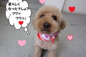 笑顔トイプードル