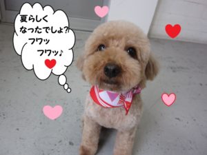 笑顔トイプードル