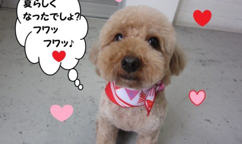 笑顔トイプードル