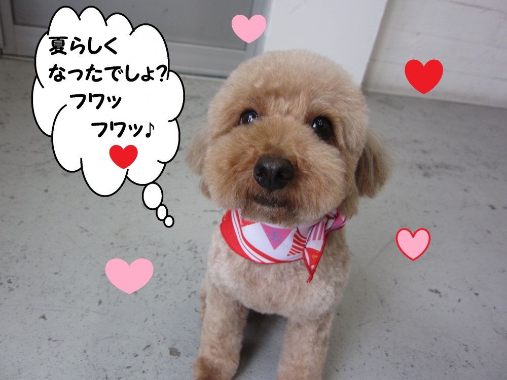 笑顔トイプードル