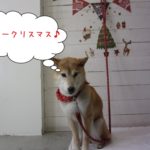 クリスマス柴犬