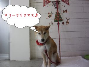 クリスマス柴犬