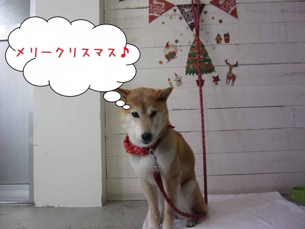 クリスマス柴犬