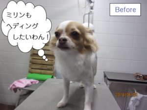 カット前チワワ