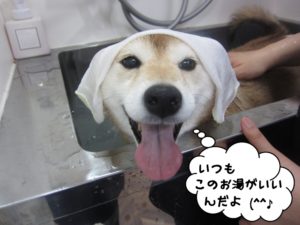 スパ中柴犬