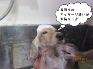 シャンプー中ミニチュアダックス