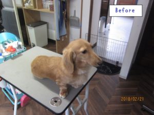 カット前ミニチュアダックス