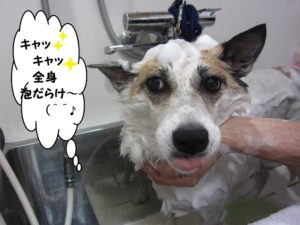 シャンプー中ミックス