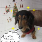 クリスマスミニチュアダックス