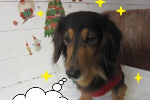クリスマスミニチュアダックス