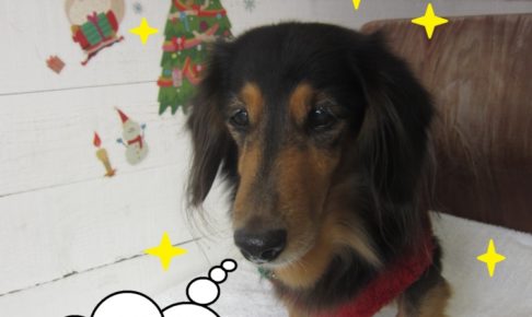 クリスマスミニチュアダックス