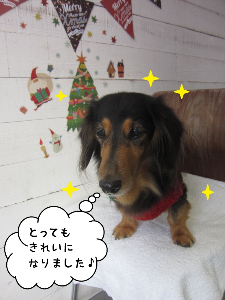 クリスマスミニチュアダックス