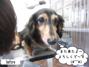 カット前ミニチュアダックス