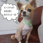 おすわりチワワ