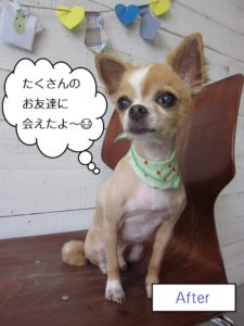 おすわりチワワ