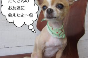 おすわりチワワ