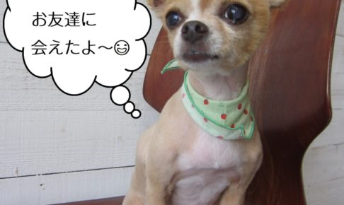 おすわりチワワ