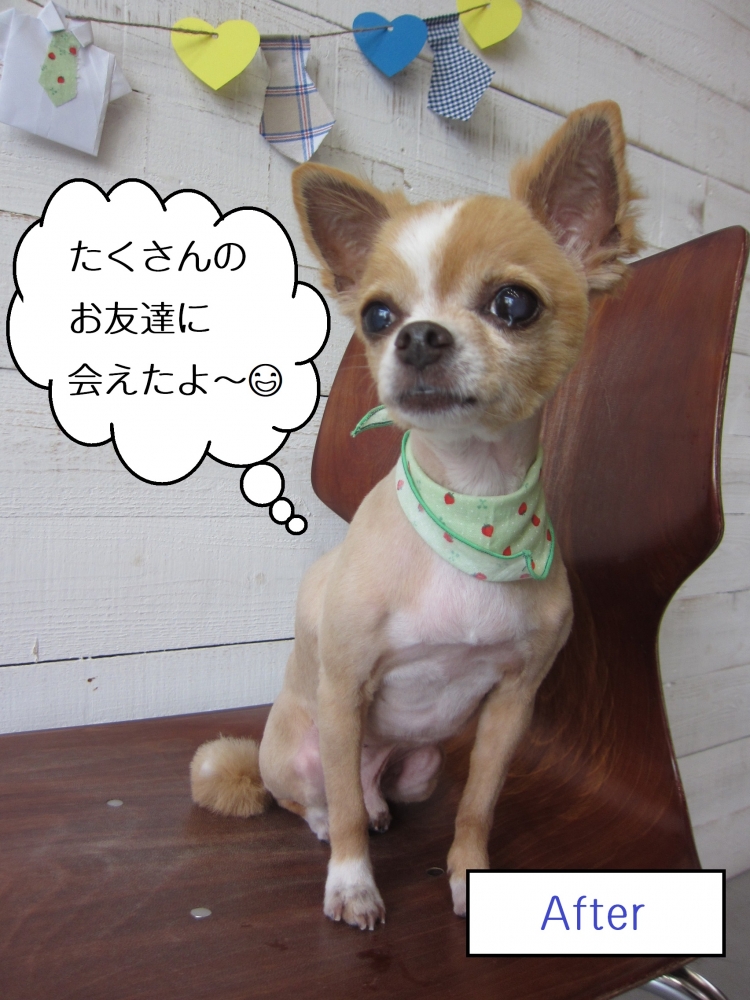 おすわりチワワ