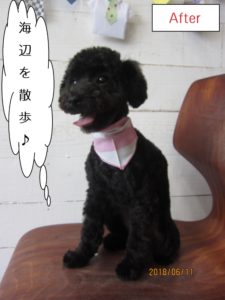 カット後黒トイプードル