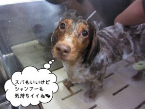 シャンプー中ミニチュアダックス