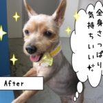 ご機嫌ヨーキー