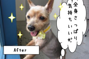 ご機嫌ヨーキー