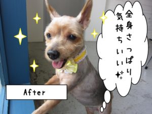 ご機嫌ヨーキー