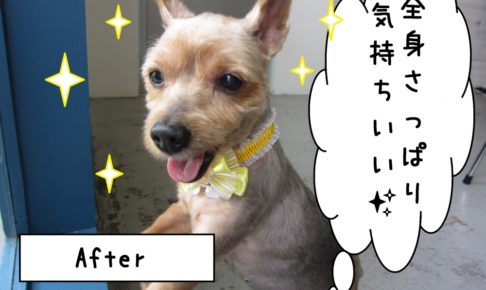 ご機嫌ヨーキー