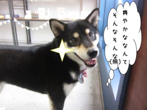 施術後柴犬