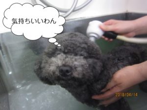 スパ中トイプードル