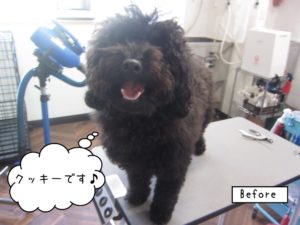 カット前トイプードル