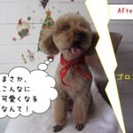 びっくりトイプードル