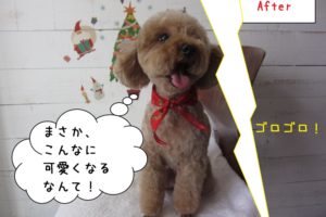 びっくりトイプードル