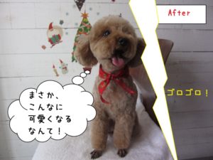 びっくりトイプードル